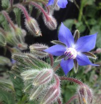 Borage