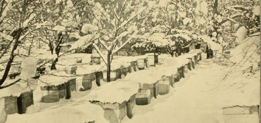 Winter Apiary