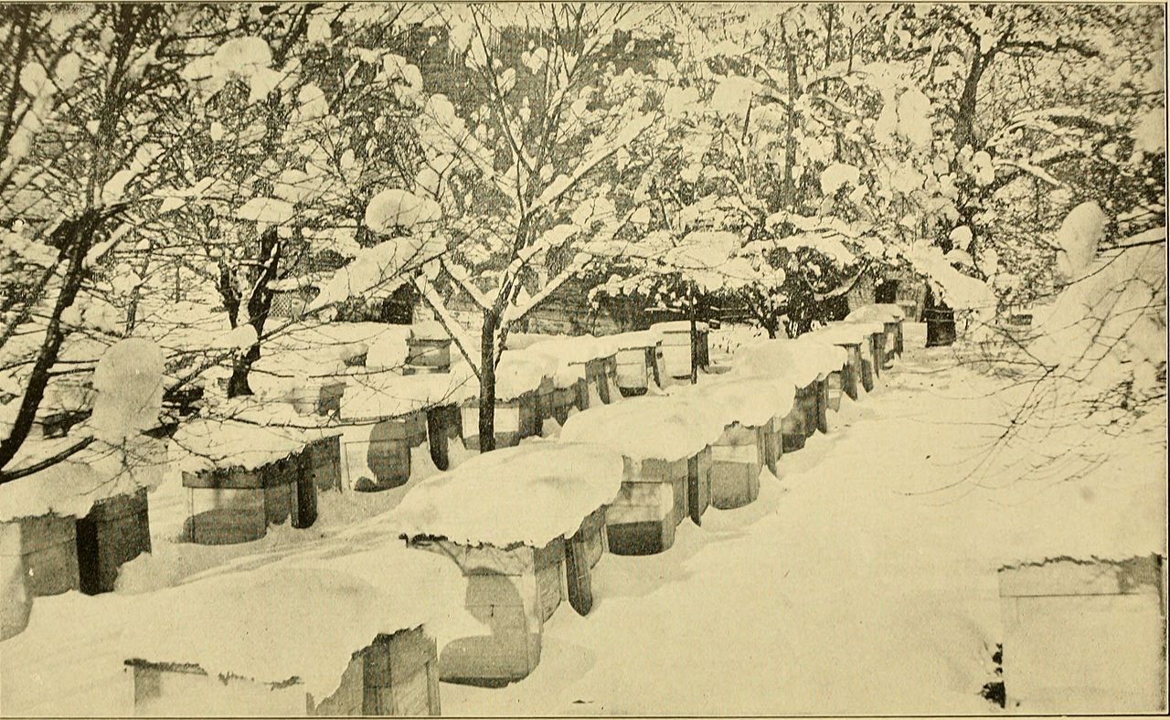 Winter Apiary